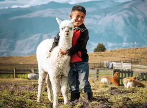Alpacas