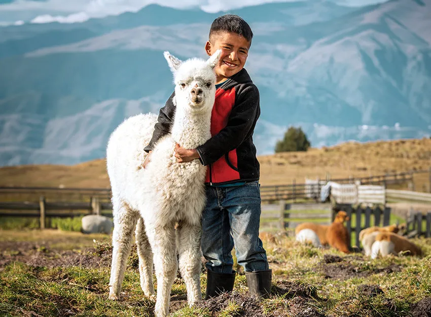 Alpacas