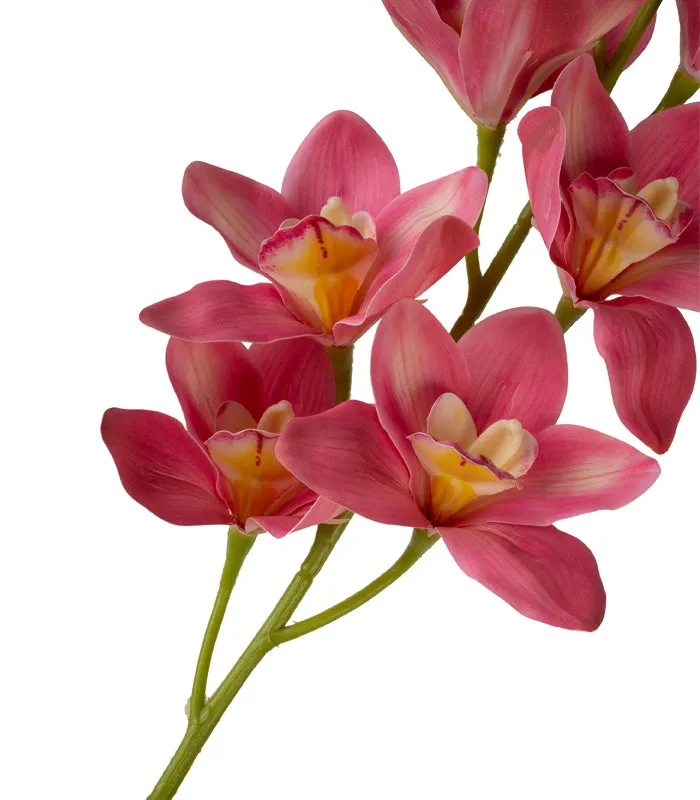 Cymbidium Orchid Dark Pink