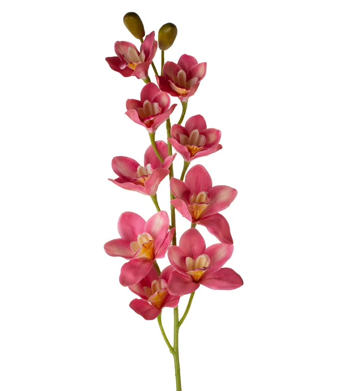 Cymbidium Orchid Dark Pink