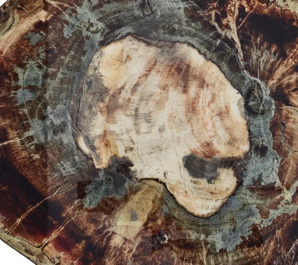 Fossil Drink Coasters in Multi, Set of 4 in a Gift Box